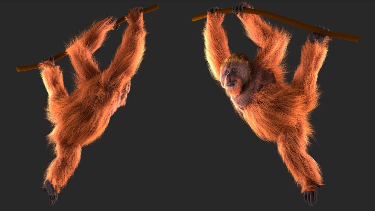 3D Orangutan Hanging on Branch Fur