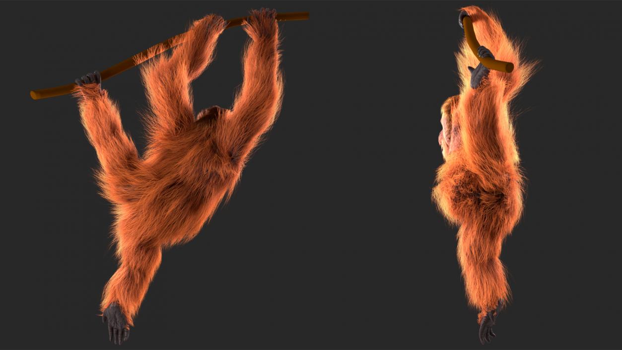 3D Orangutan Hanging on Branch Fur