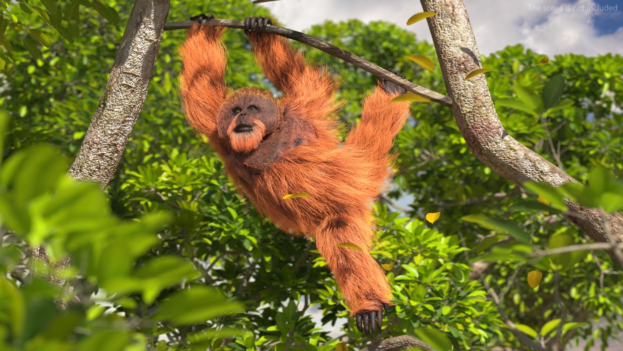 3D Orangutan Hanging on Branch Fur