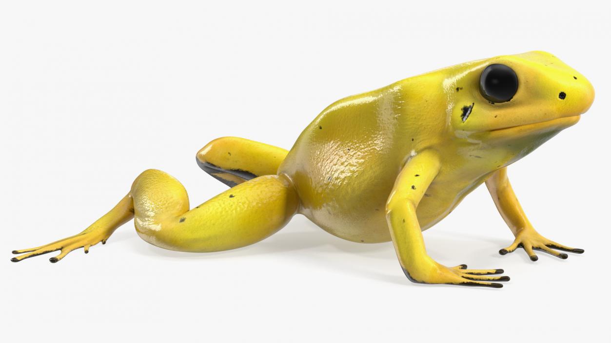 3D Golden Poison Arrow Frog Crawling Pose model