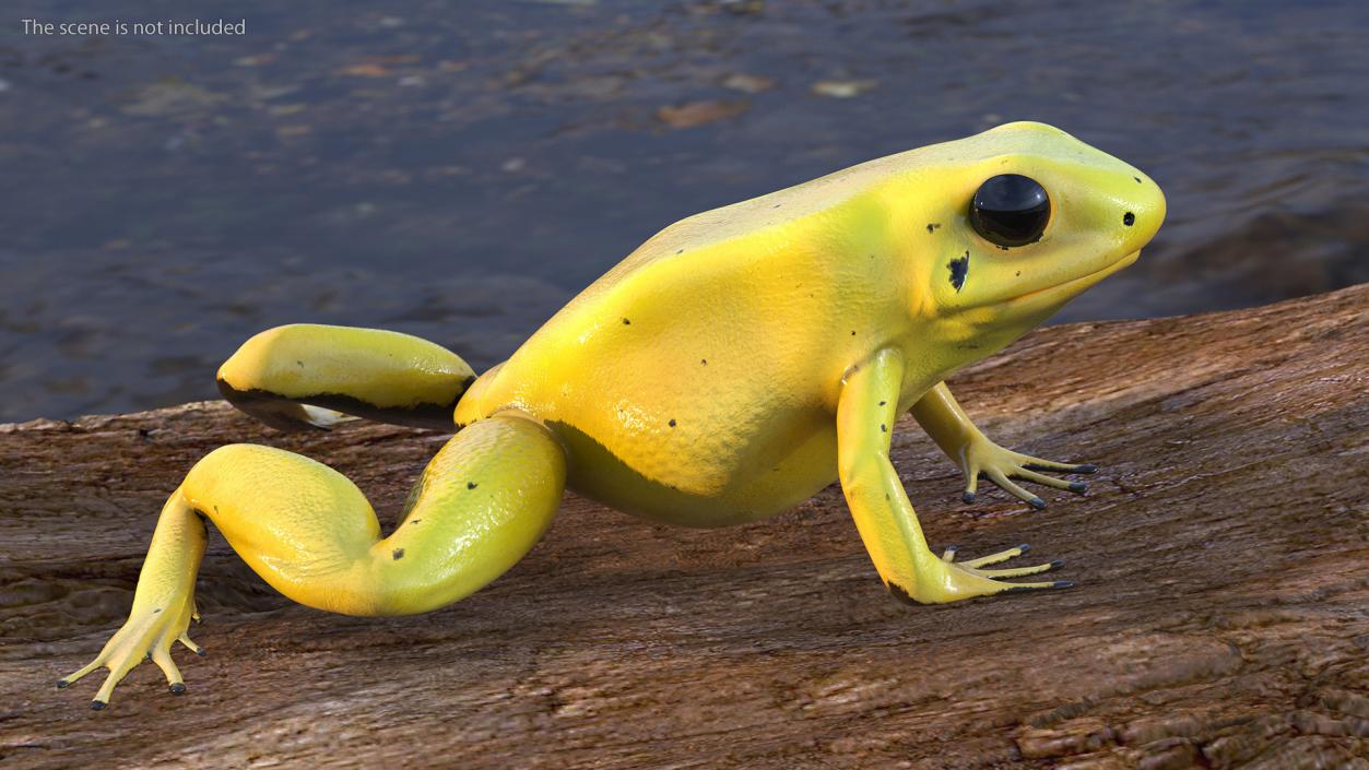 3D Golden Poison Arrow Frog Crawling Pose model