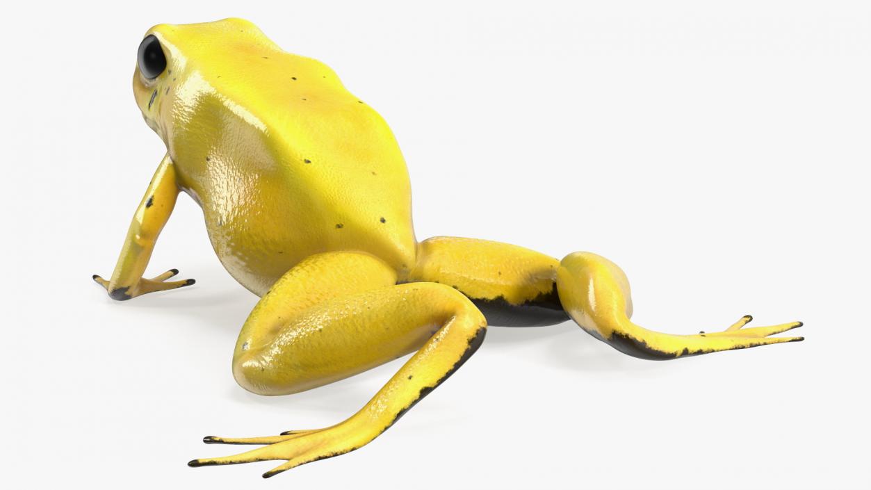 3D Golden Poison Arrow Frog Crawling Pose model