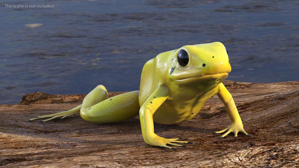 3D Golden Poison Arrow Frog Crawling Pose model