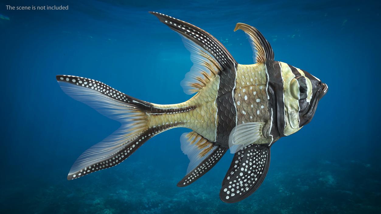 Banggai Cardinalfish Swimming Pose 3D model