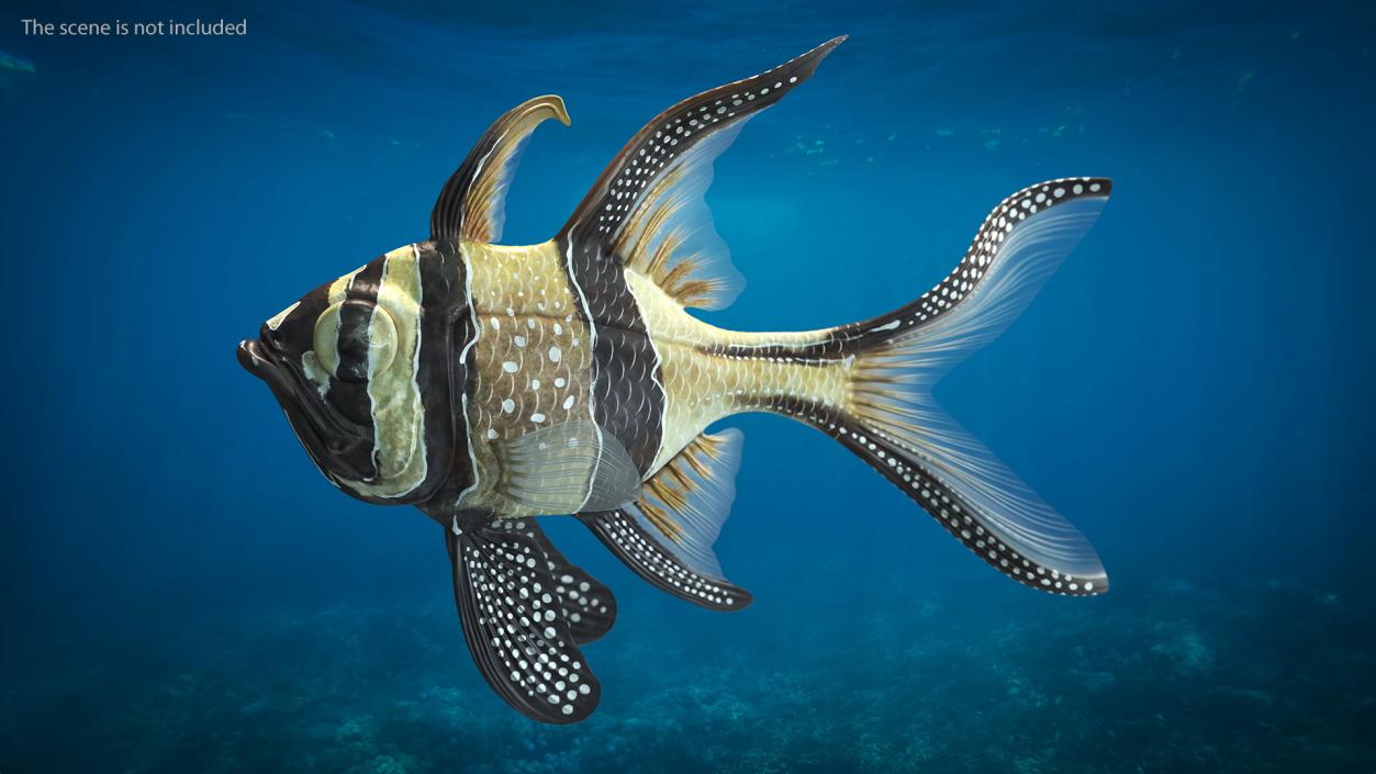 Banggai Cardinalfish Swimming Pose 3D model