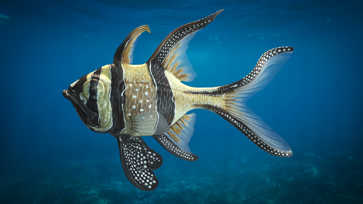 Banggai Cardinalfish Swimming Pose 3D model