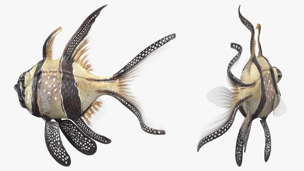 Banggai Cardinalfish Swimming Pose 3D model