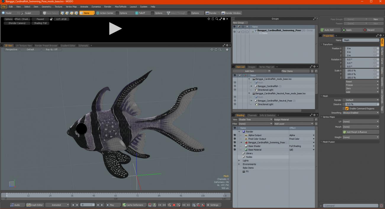 Banggai Cardinalfish Swimming Pose 3D model