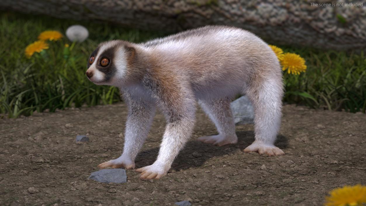 Lemur Bengal Slow Loris Fur 3D