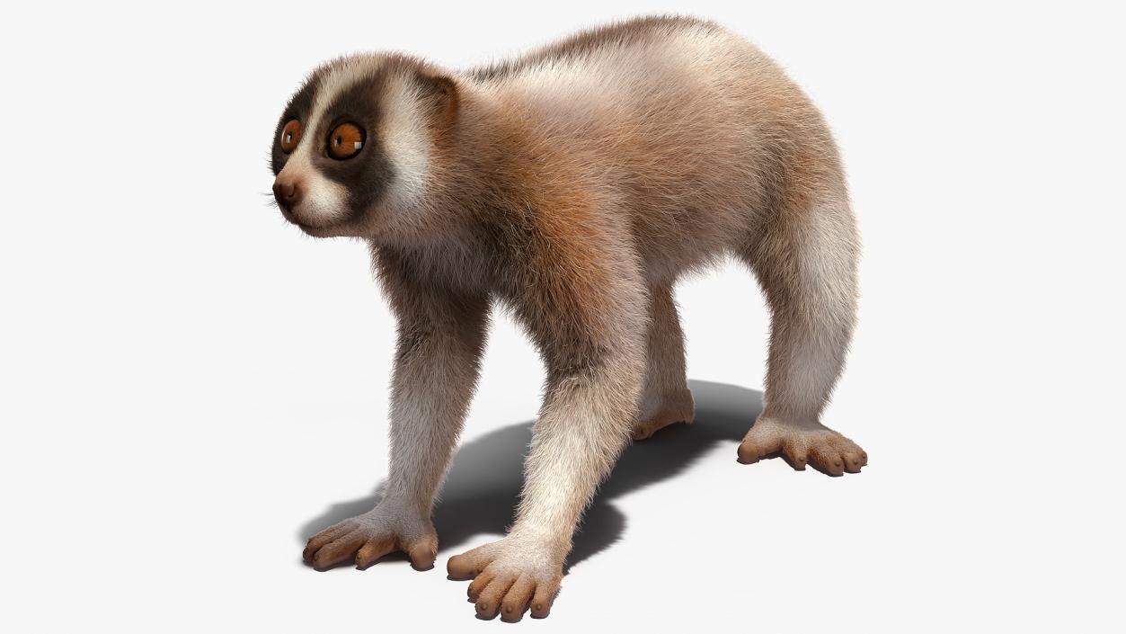 Lemur Bengal Slow Loris Fur 3D