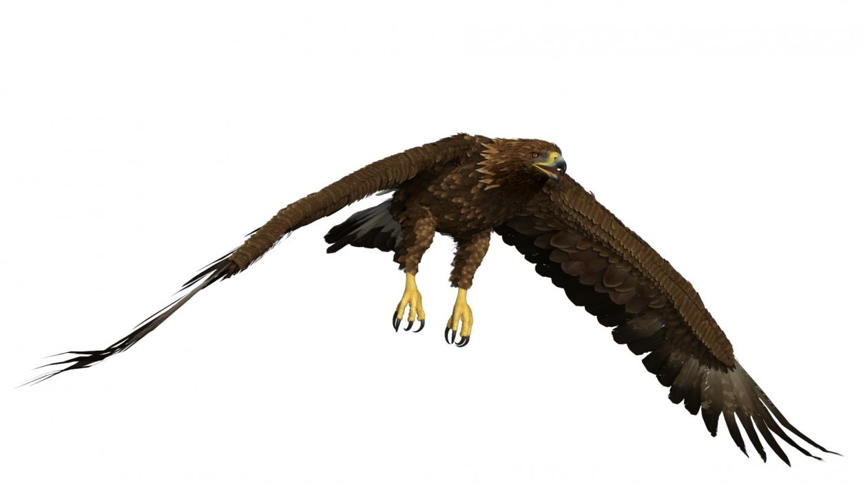 Golden Eagle Flying 3D model