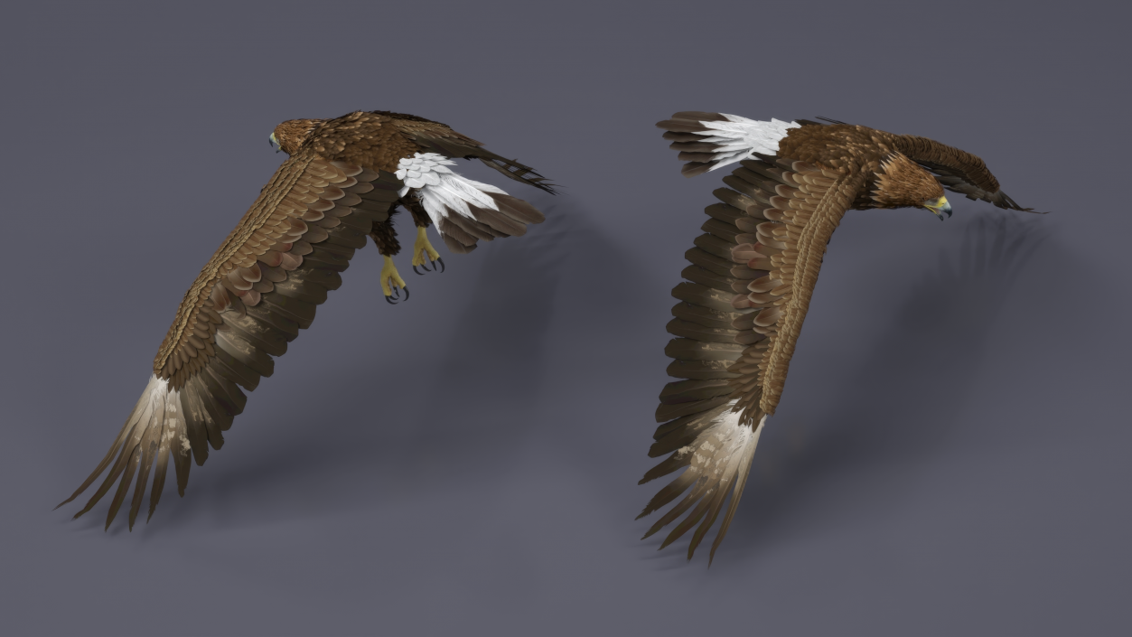 Golden Eagle Flying 3D model