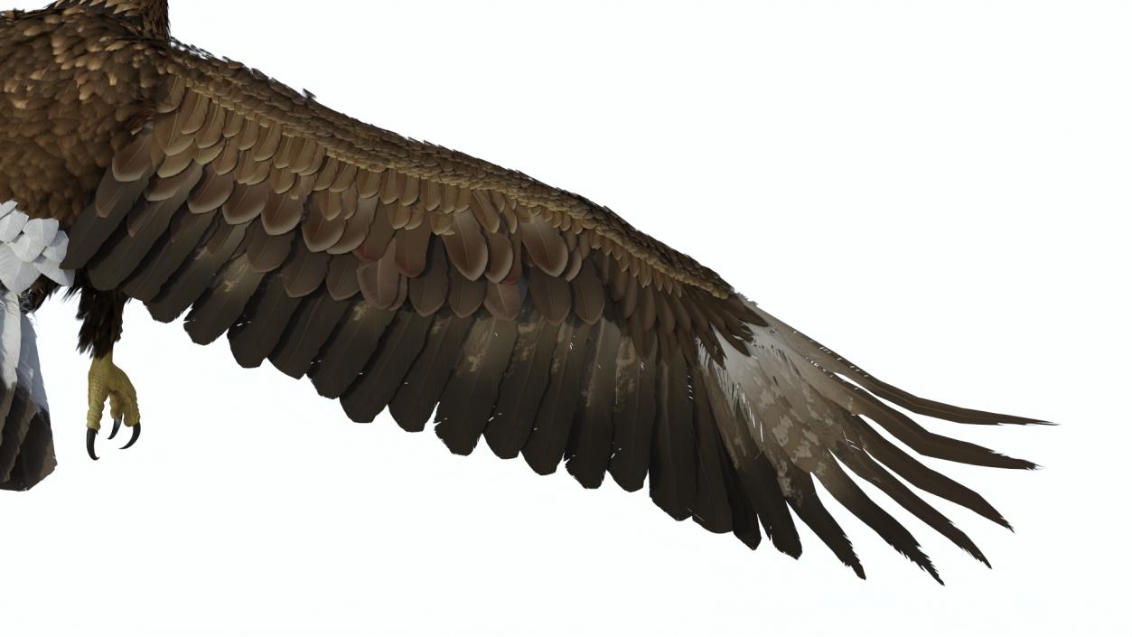 Golden Eagle Flying 3D model