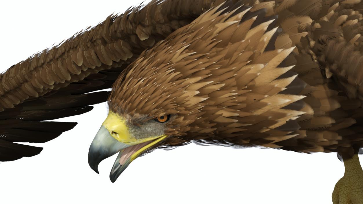 Golden Eagle Flying 3D model