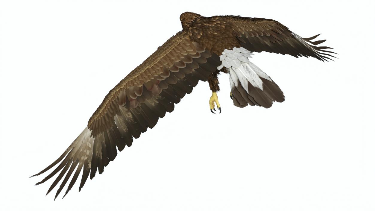 Golden Eagle Flying 3D model