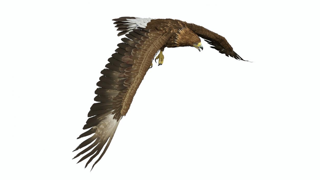 Golden Eagle Flying 3D model