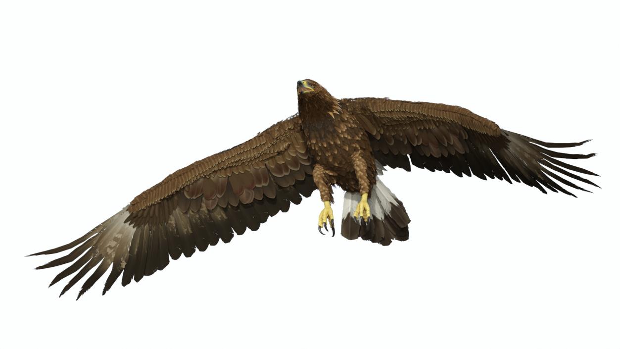 Golden Eagle Flying 3D model