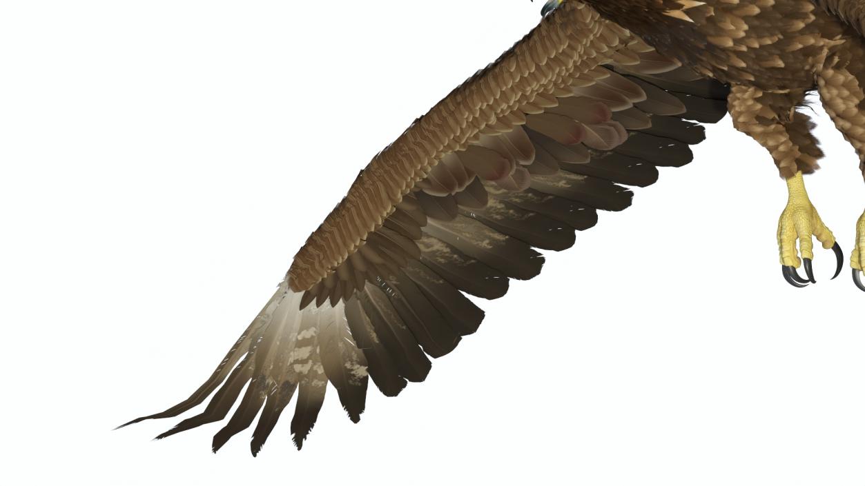 Golden Eagle Flying 3D model