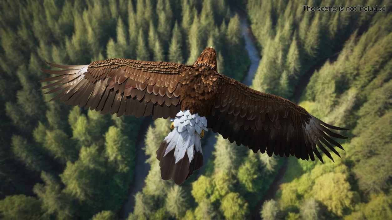 Golden Eagle Flying 3D model