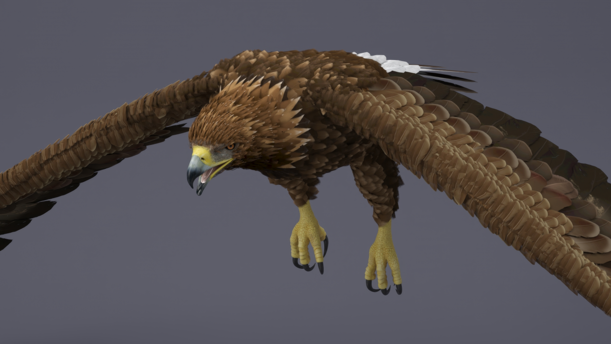 Golden Eagle Flying 3D model