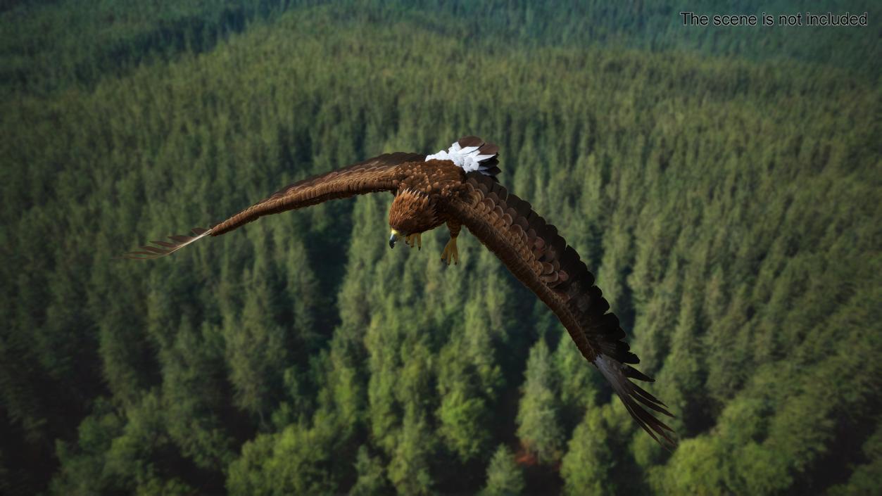 Golden Eagle Flying 3D model