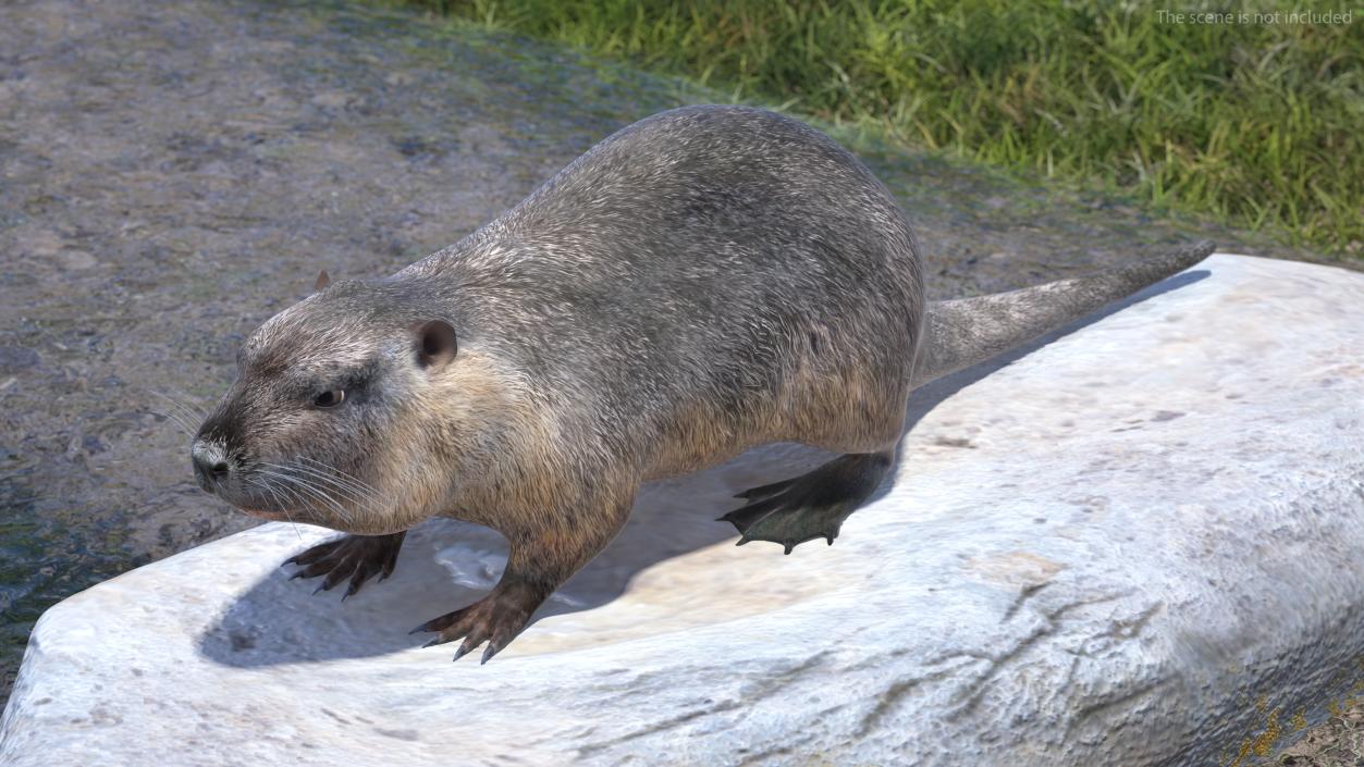 3D model Nutria