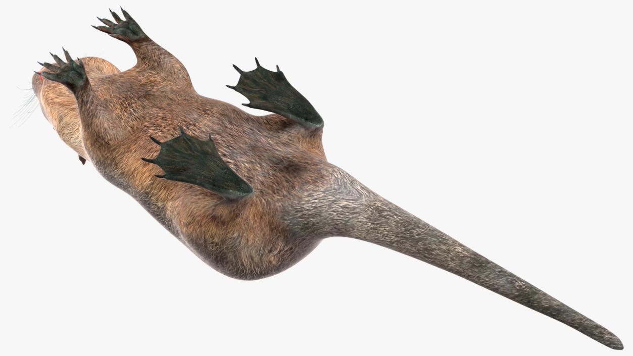 3D model Nutria