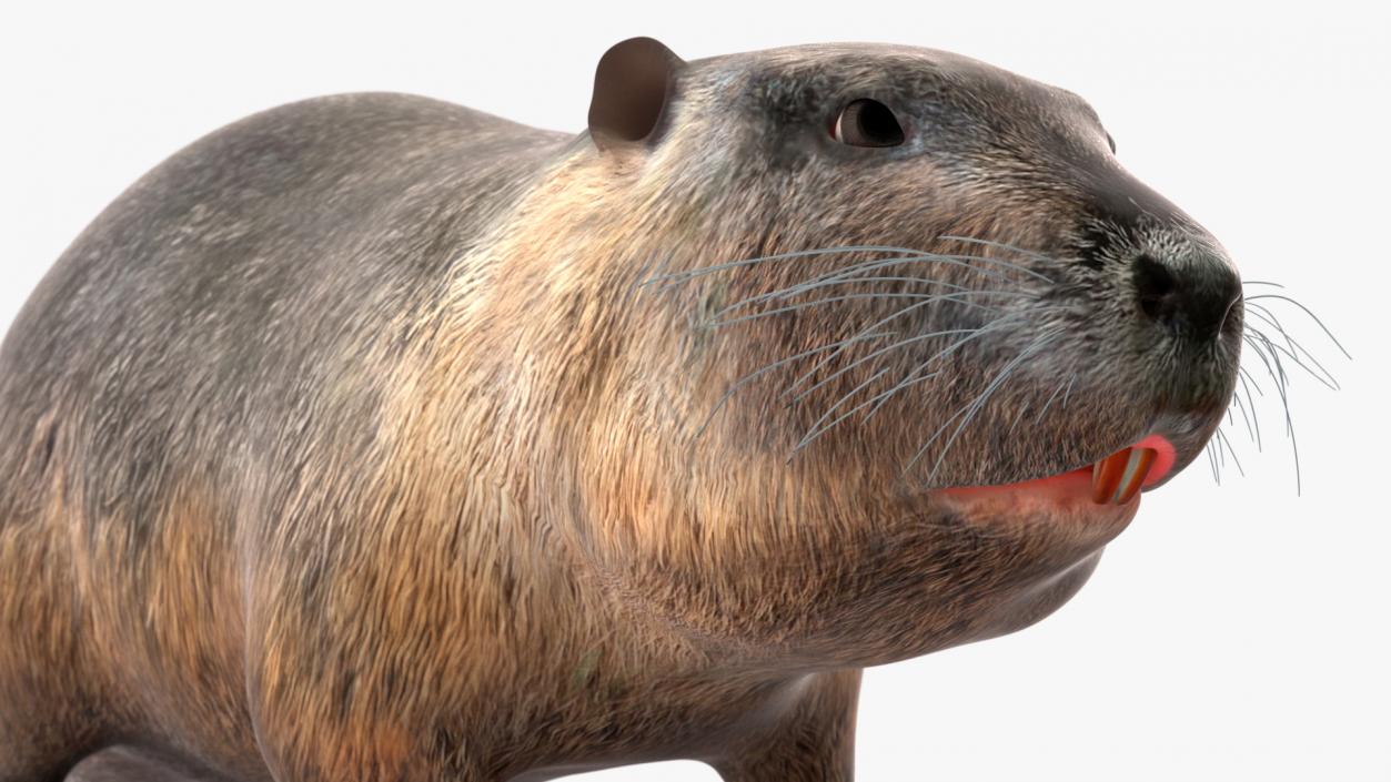 3D model Nutria