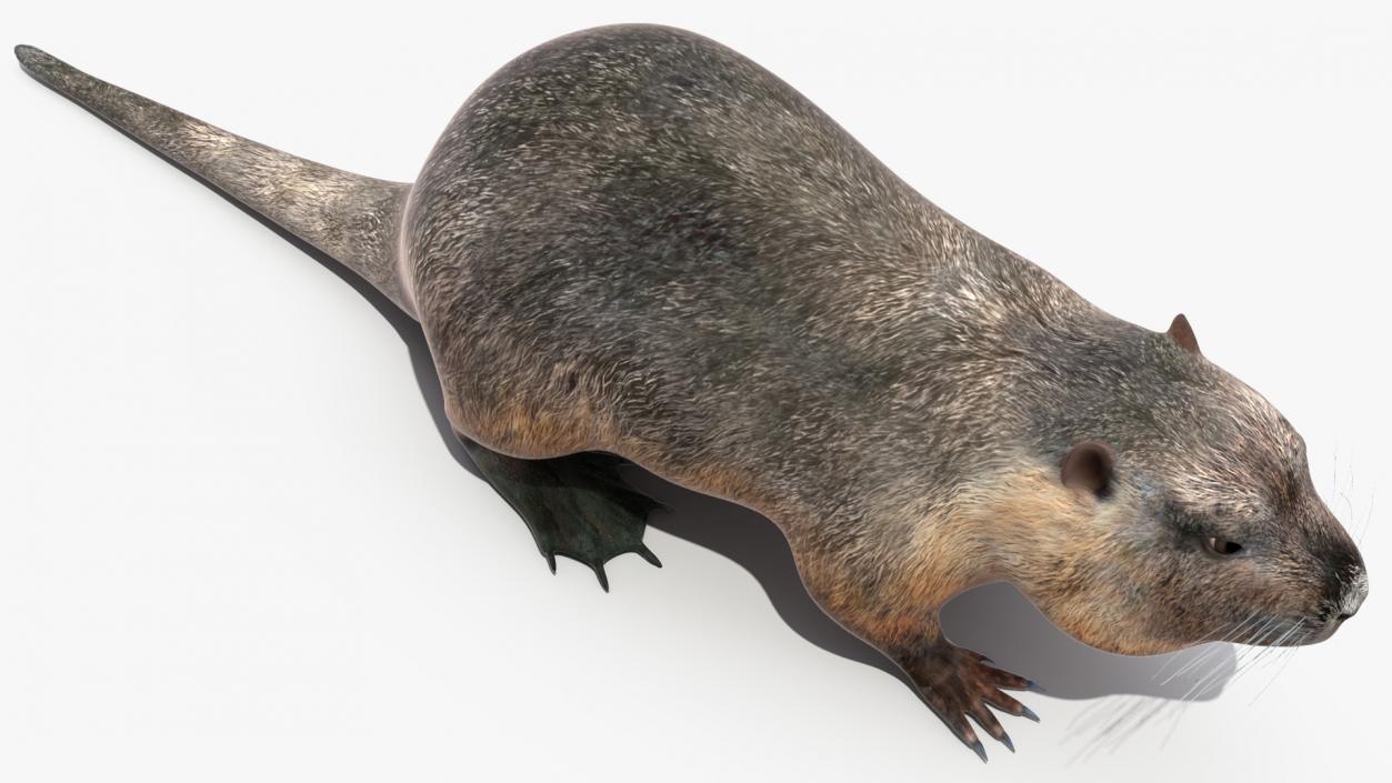 3D model Nutria