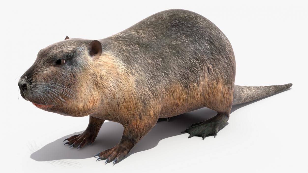 3D model Nutria