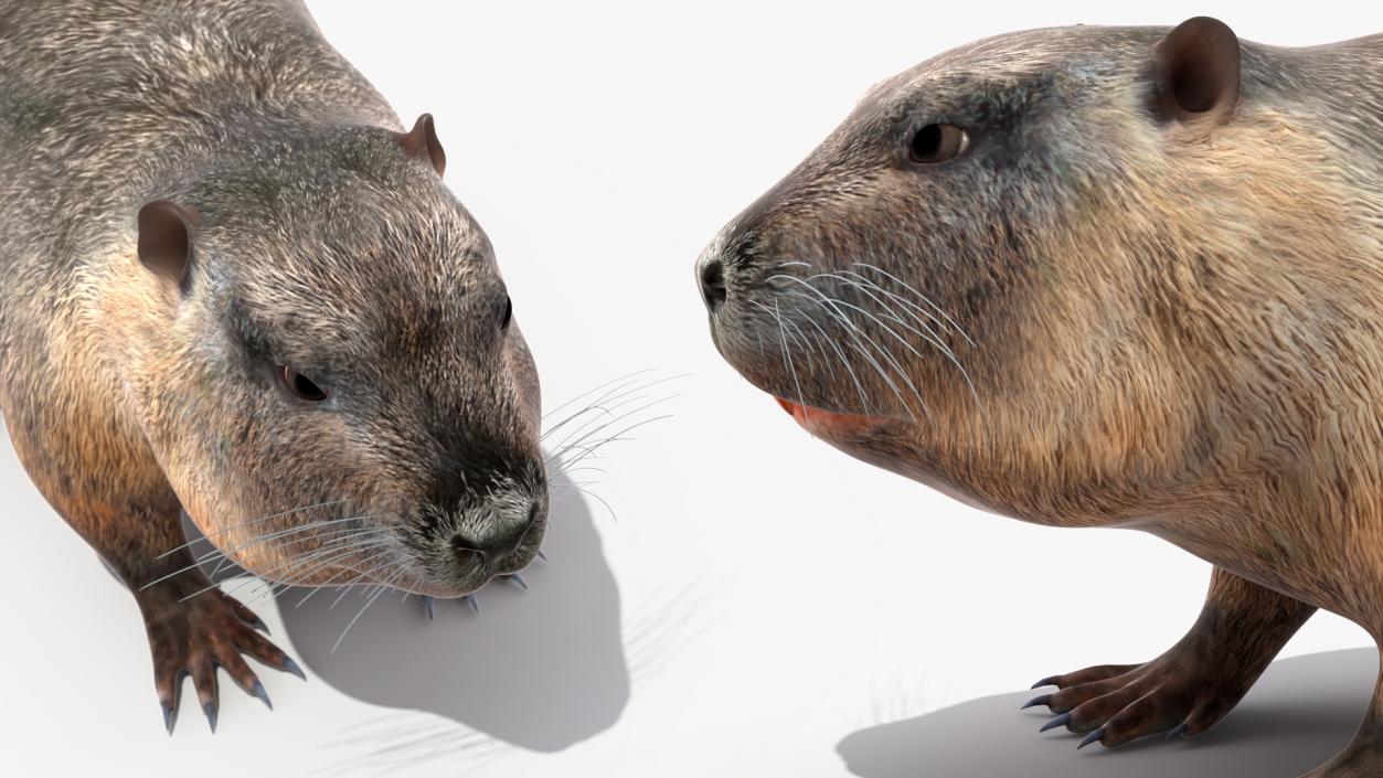 3D model Nutria