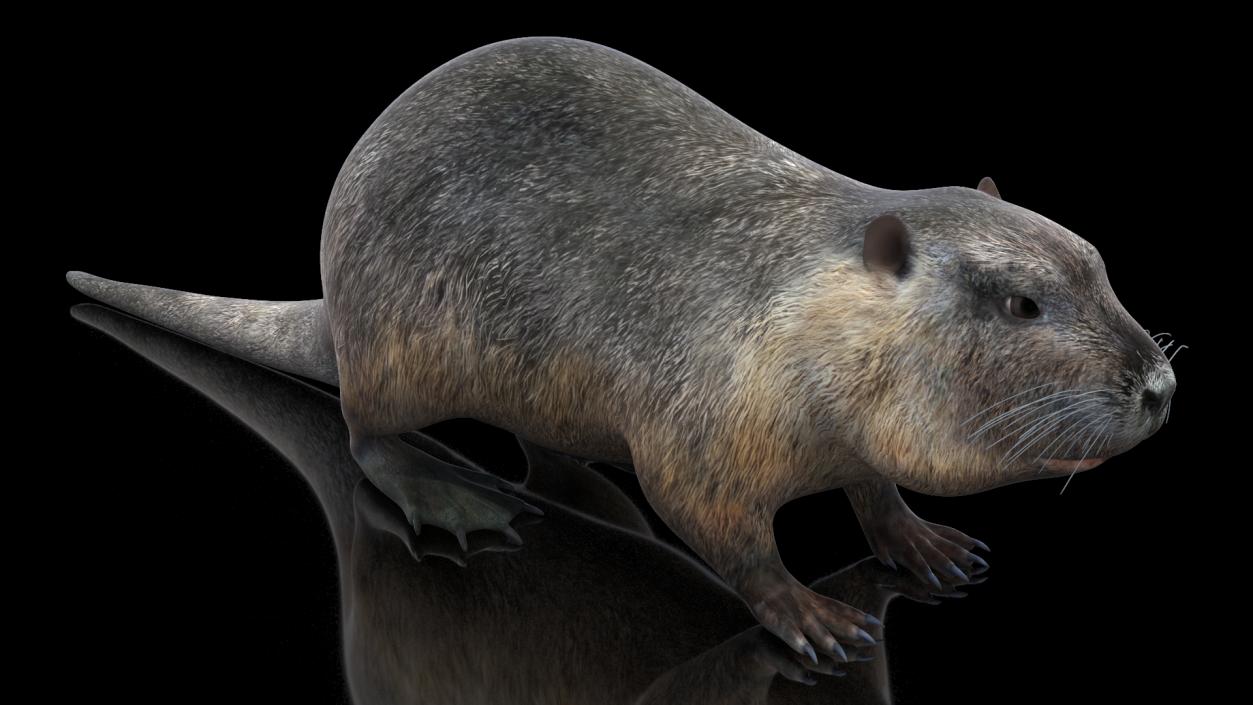 3D model Nutria