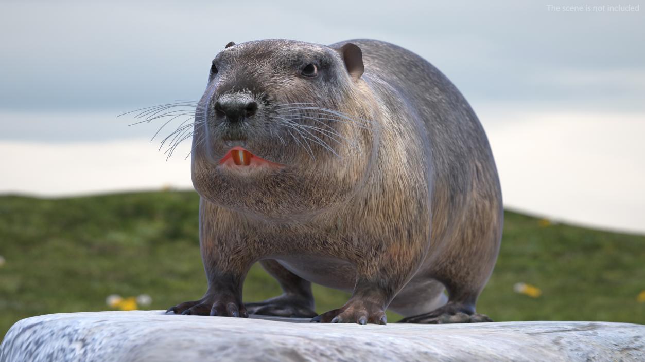 3D model Nutria