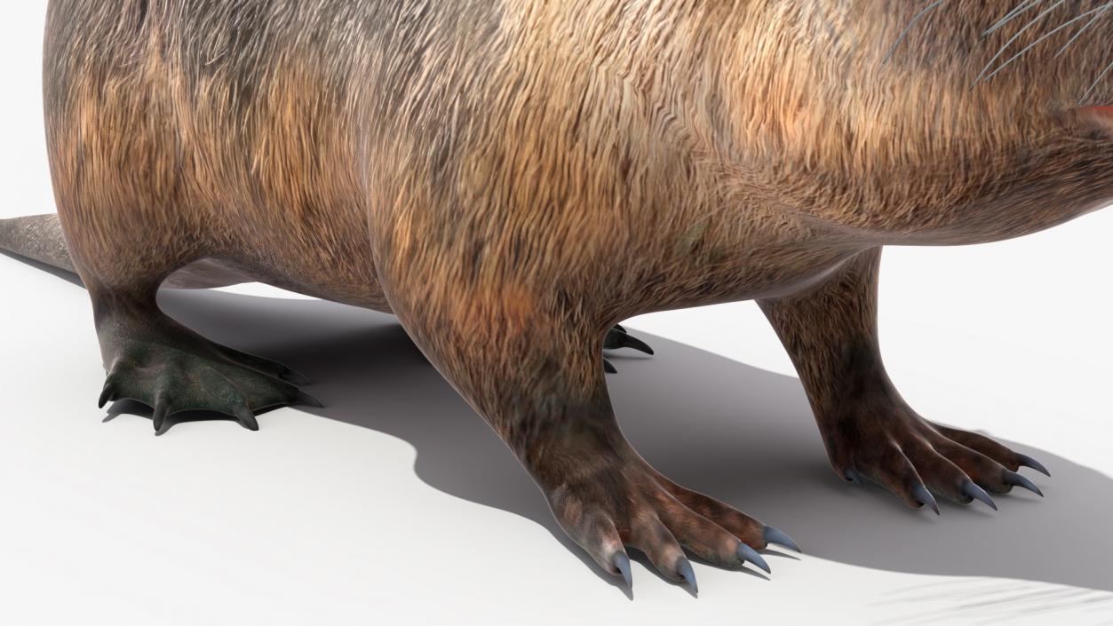 3D model Nutria