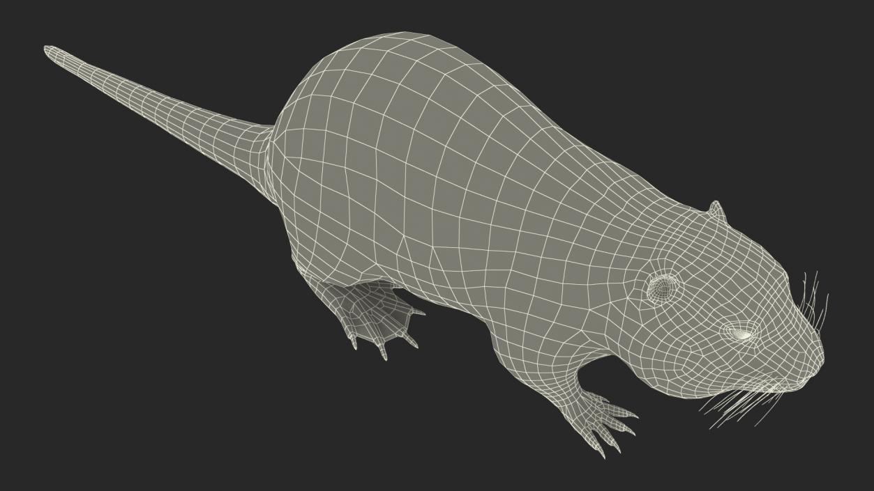 3D model Nutria