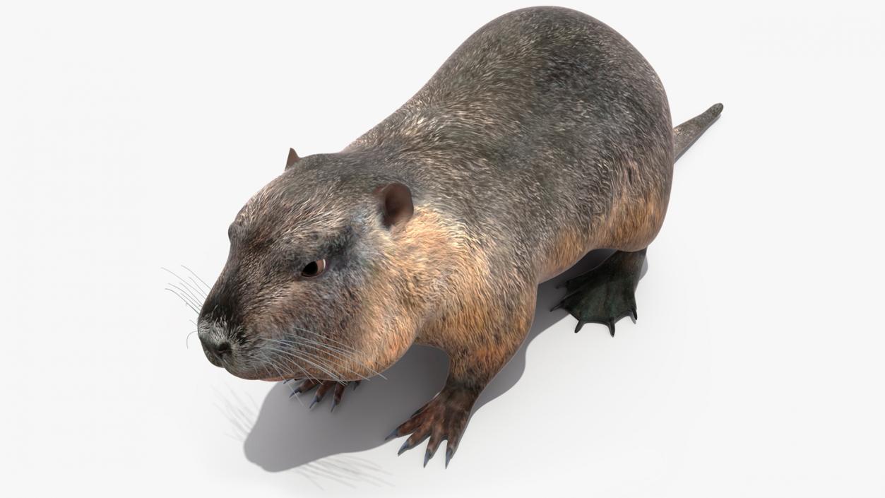 3D model Nutria