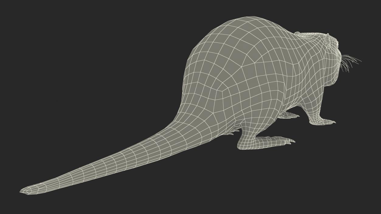 3D model Nutria