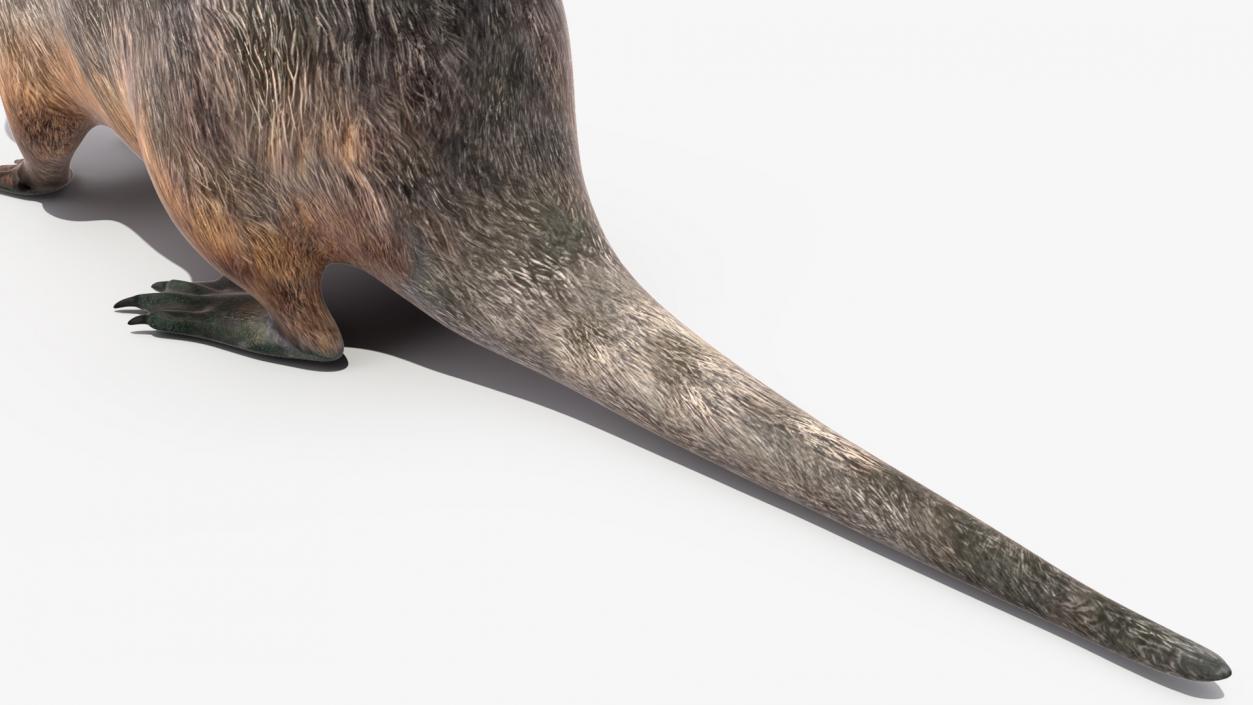 3D model Nutria