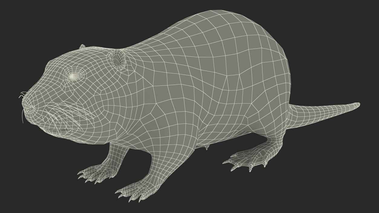 3D model Nutria