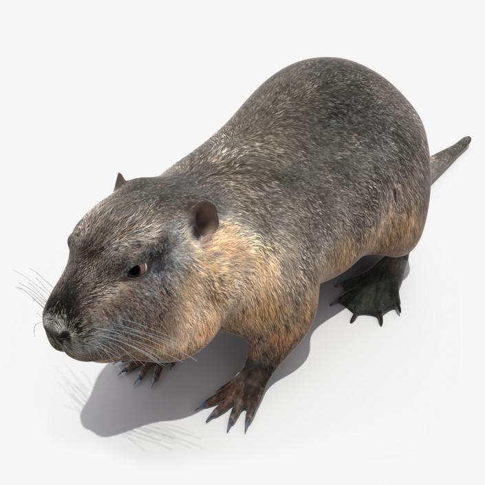 3D model Nutria