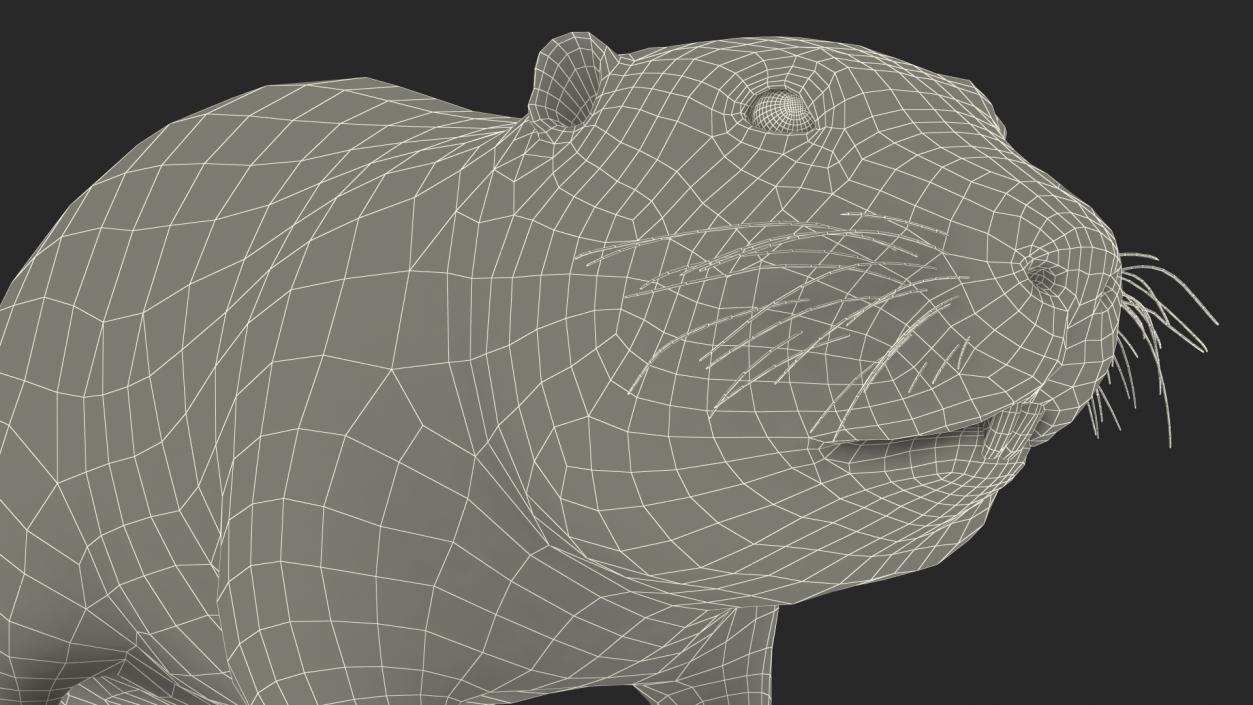 3D model Nutria