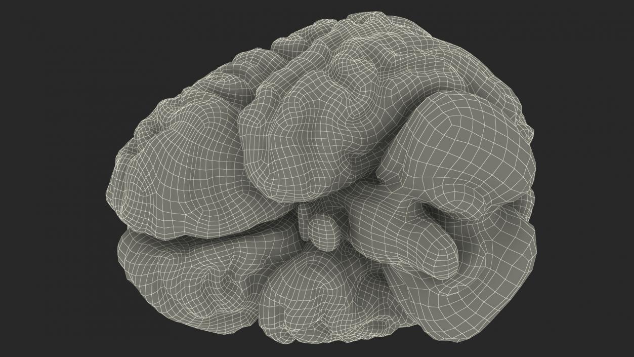 Xray Brain Hologram 3D model