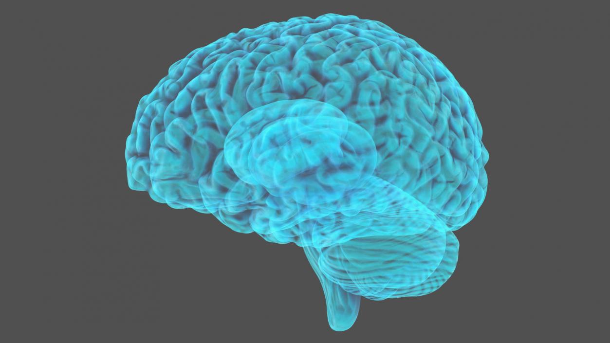 Xray Brain Hologram 3D model