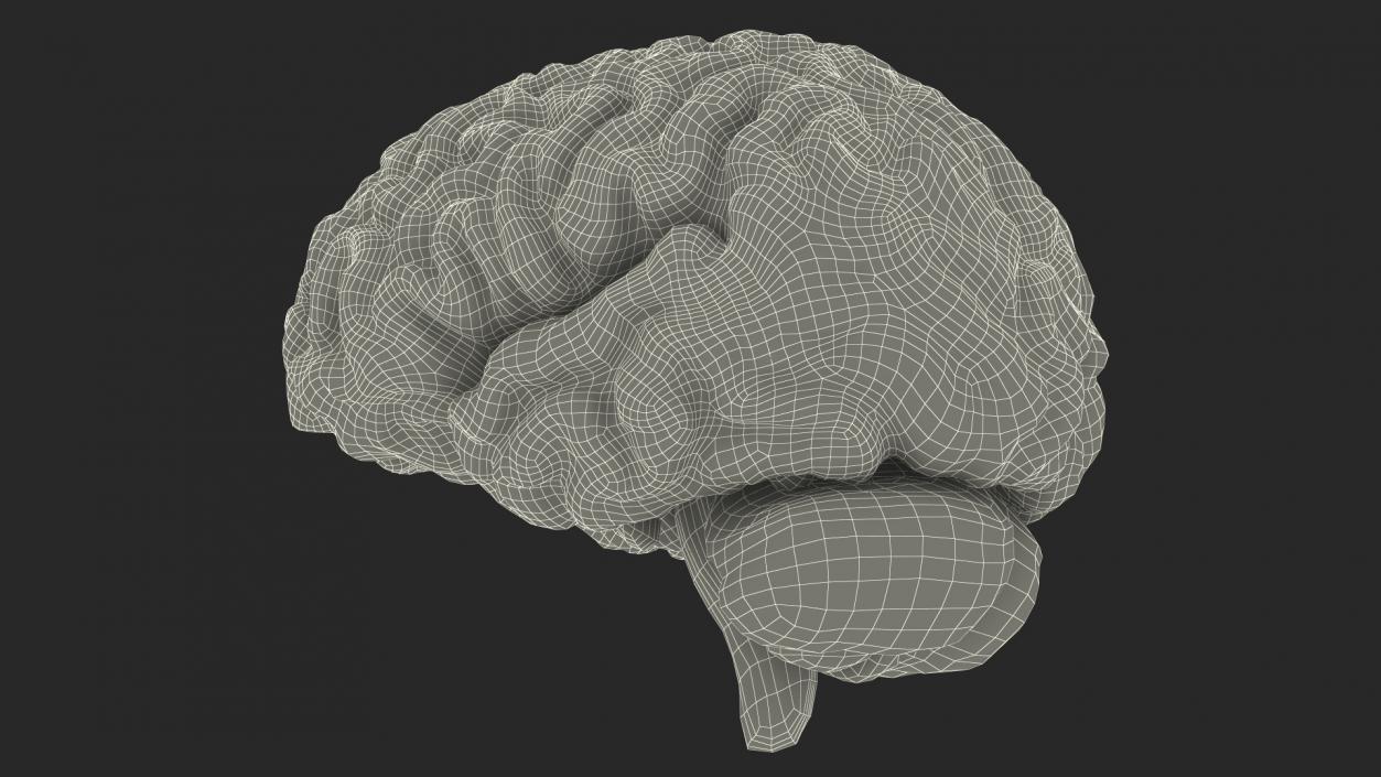 Xray Brain Hologram 3D model