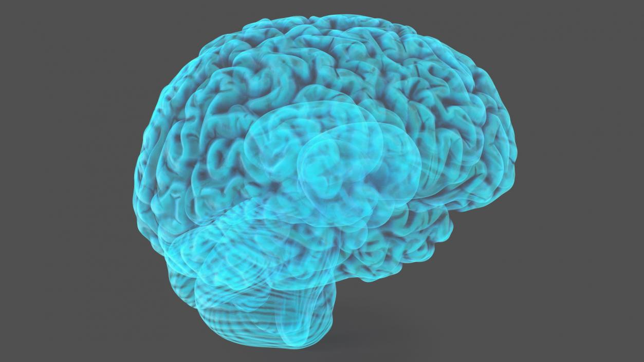 Xray Brain Hologram 3D model