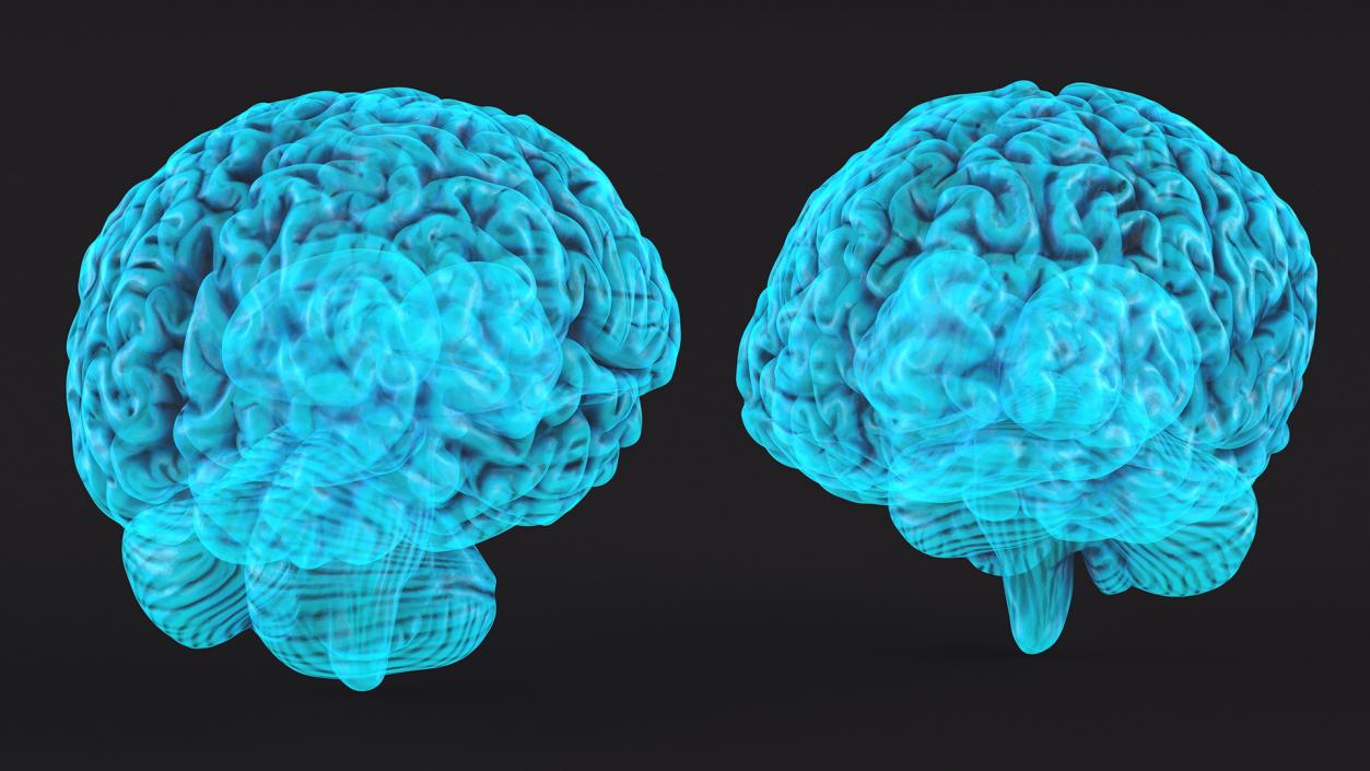 Xray Brain Hologram 3D model