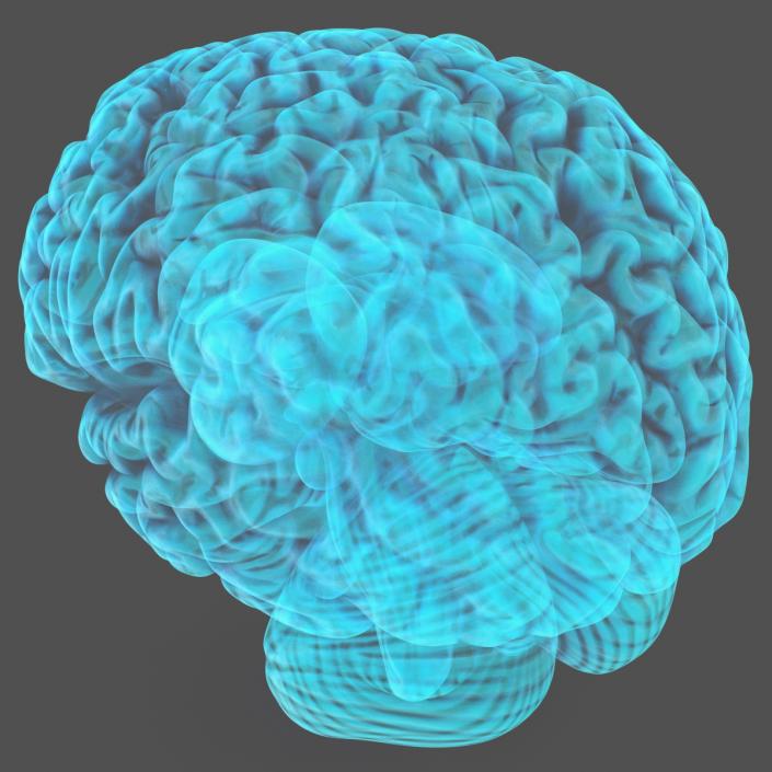 Xray Brain Hologram 3D model