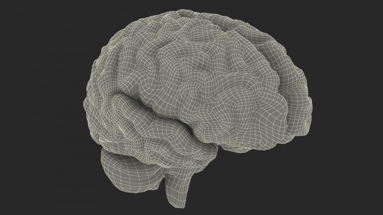 Xray Brain Hologram 3D model