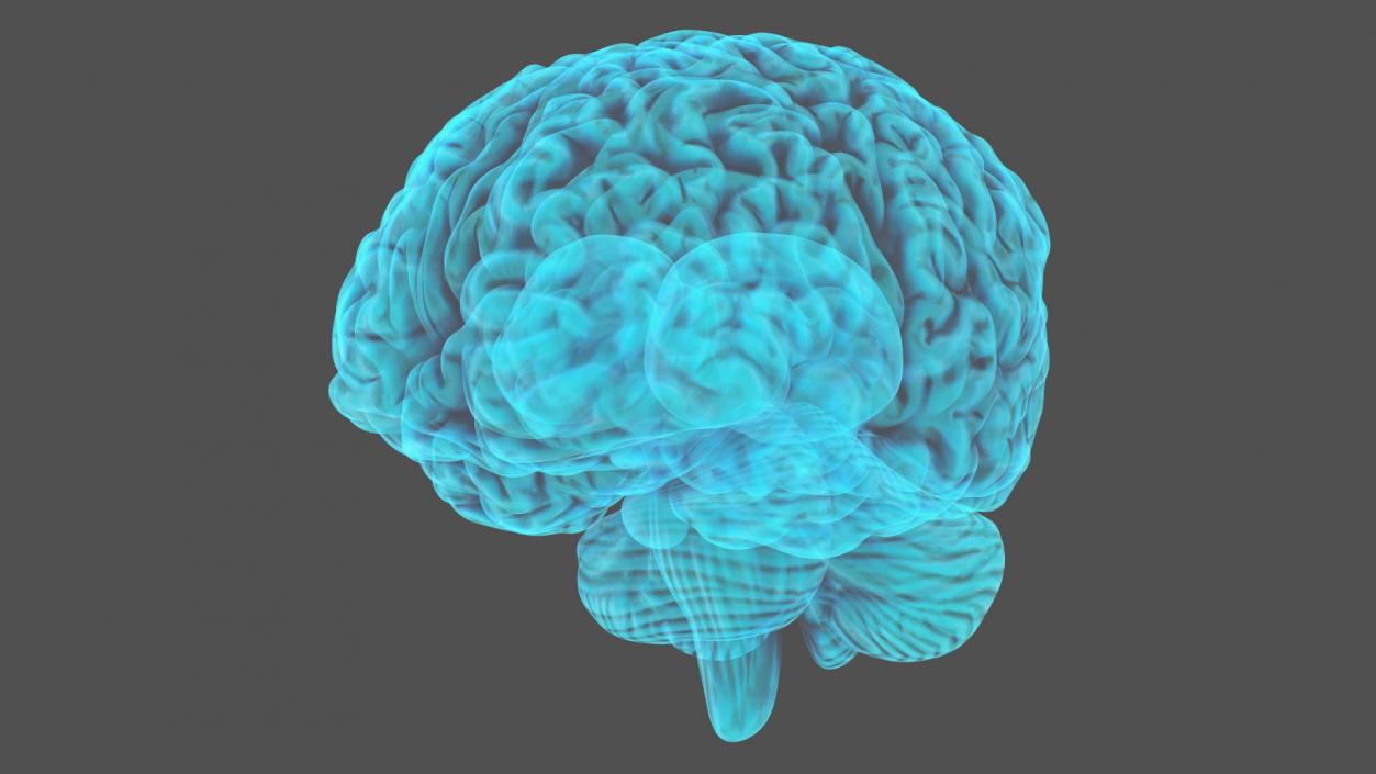 Xray Brain Hologram 3D model