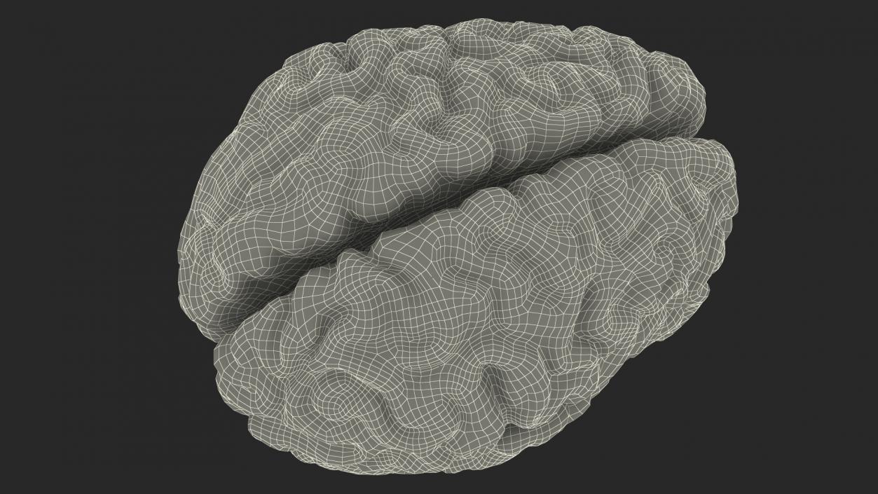 Xray Brain Hologram 3D model